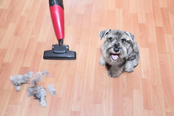 Cute little gray dog sits near vacuum cleaner and pile of loose dog hair. Vacuum your dog to reduce dog shedding.
