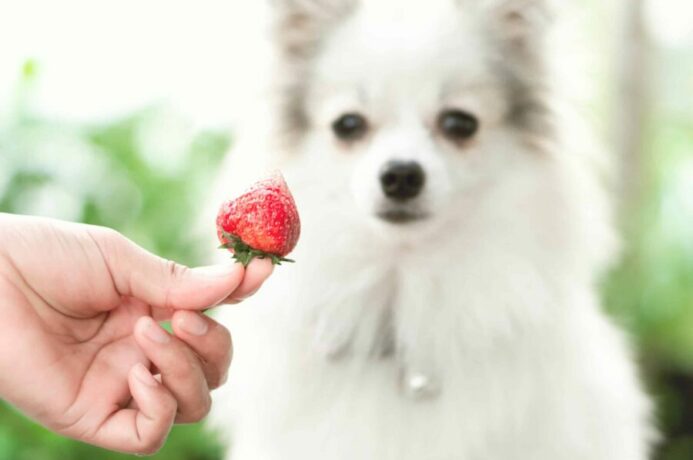 Owner feeds pomerianian a strawberry.