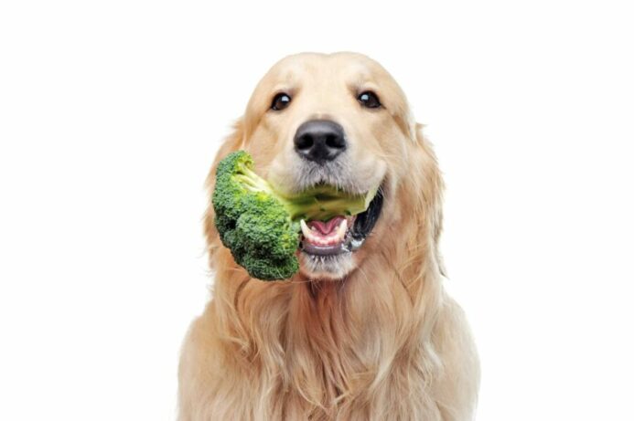 Golden retriever eats broccoli.