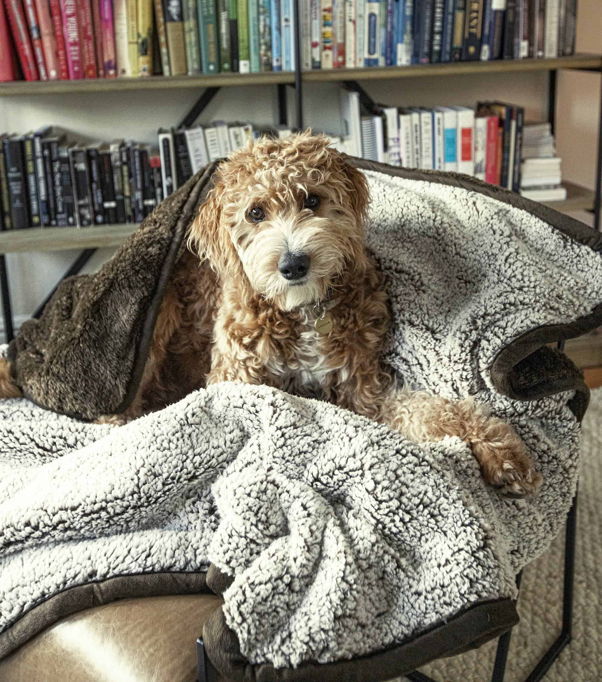 Goldendoodle sits on a Pet Parents® Pawtect™ Blanket, which is designed to help dogs experiencing canine incontinence.