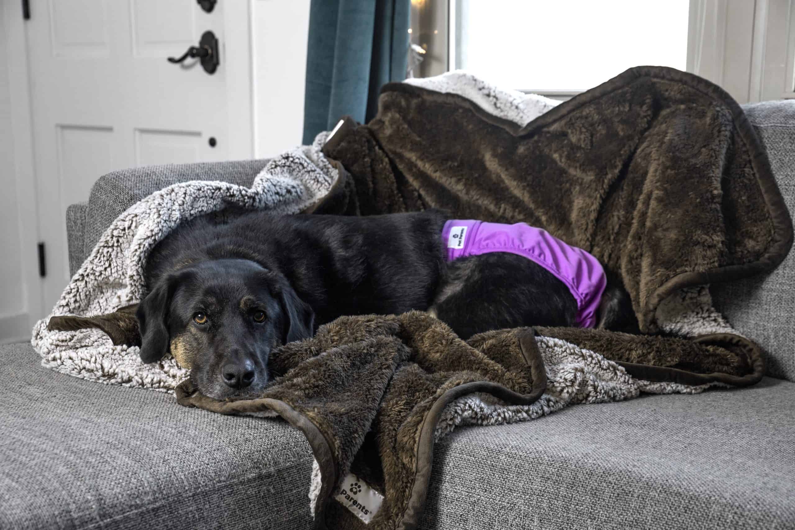 Black Labrador retriever wears a washable dog diaper and lies on a Pawtect Blanket.