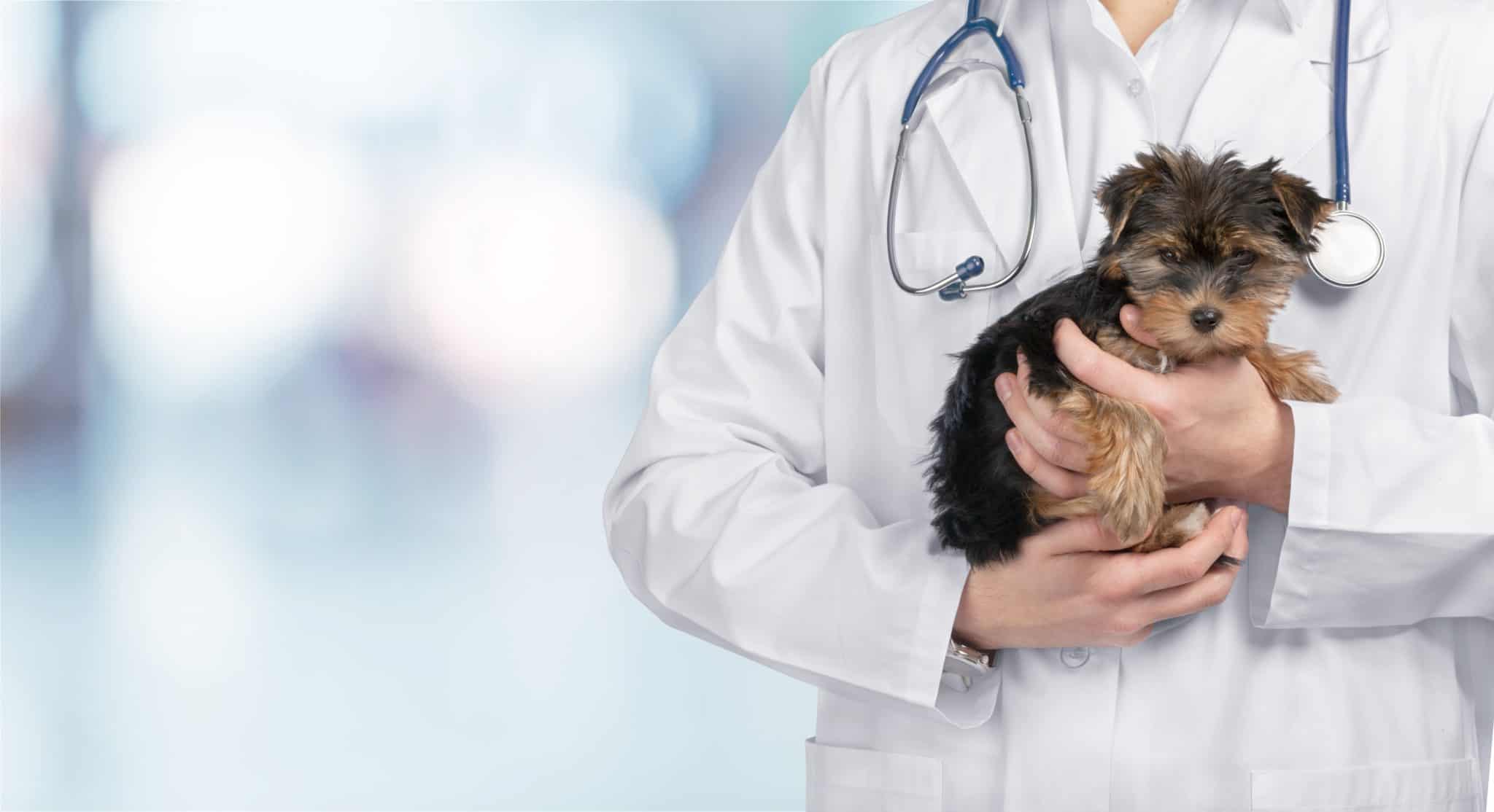 DogsBestLife.com created a comprehensive dog health guide, covering everything from nutrition and exercise to mental stimulation.