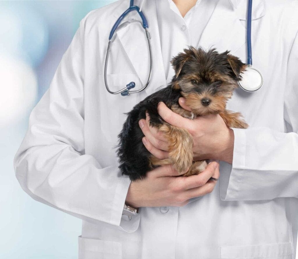 Dog health guide: Nutrition, wellness and preventive care tips