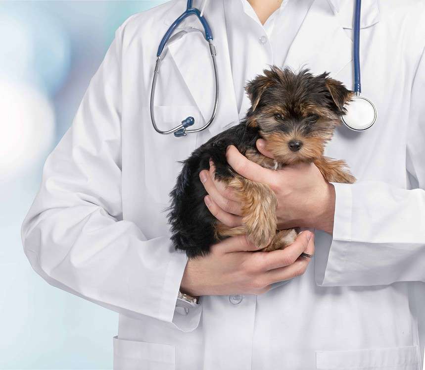 pomsky-101-unveil-this-designer-dog-s-history-health-conditions