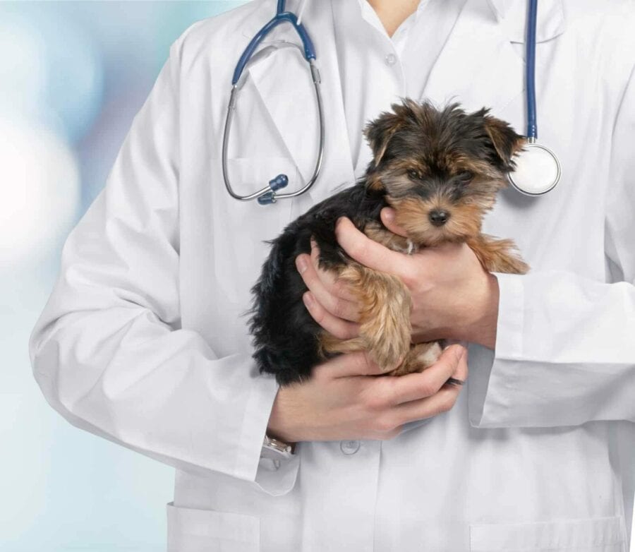 Dog health guide: Allergies to obesity to worms and parasites