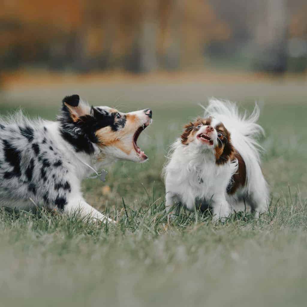 Aggressive Australian Shepherd puppy barks at a smaller dog. Often puppy fear can become puppy aggression. Positive reinforcement, punishment-free obedience training is one way to create a well-behaved, well-mannered dog and prevent fear aggression in puppies.