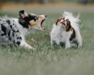 Aggressive Australian Shepherd puppy barks at a smaller dog. 