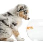 Australian puppy looks at goldfish in a bowl. Put your aquarium in a room where your dog doesn’t go or set up a motion sensor-controlled alarm system to keep your pup away from the tank.