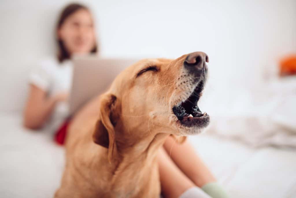 Dog barks while owner sits in background working on laptop. All dogs bark, howl, whine and make other noises. But excessive barking is a dog behavior issue.