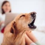 Dog barks while owner sits in background working on laptop. All dogs bark, howl, whine and make other noises. But excessive barking is a dog behavior issue.