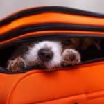 Dog peeks out from open suitcase. Don't leave your pet behind. Bring him along on a dog-friendly holiday.