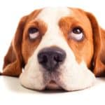 Beagle with big eyes. If you have an epileptic dog, reduce risks at home that could injure your dog during a seizure.