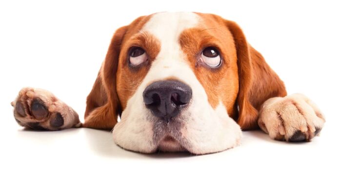 Beagle with big eyes. If you have an epileptic dog, reduce risks at home that could injure your dog during a seizure.