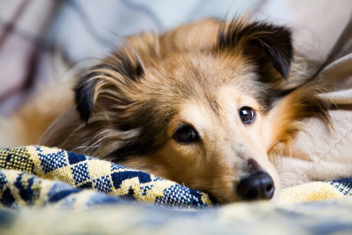 If you have an epileptic dog, create a plan to help calm your dog during a seizure. Sheltie dog snuggles into covers. Photo for epileptic dog post.