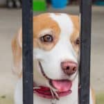 Beagle puppy ponders escape through fence.