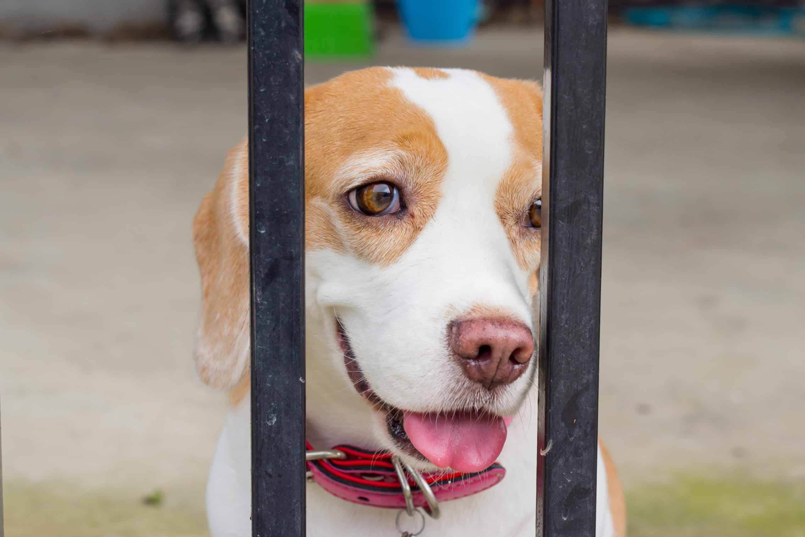 Beagle puppy ponders escape through fence.