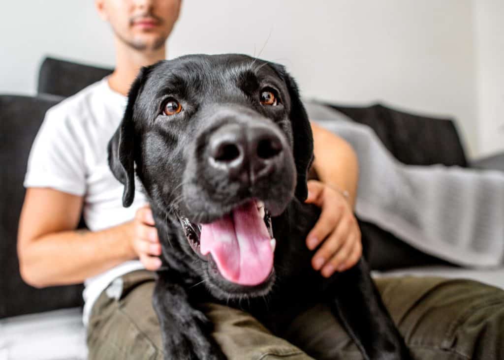 Happy black Labrador retriever sits on man's lap. 