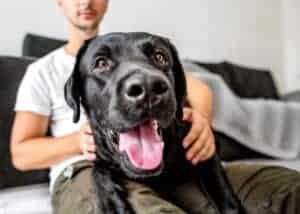 Happy black Labrador retriever sits on man's lap. One of the greatest benefits of fostering dogs is the ability to learn from the experience. You and your family will have the opportunity to interact with different dog breeds. If you have children, they’ll learn about raising and training pets.