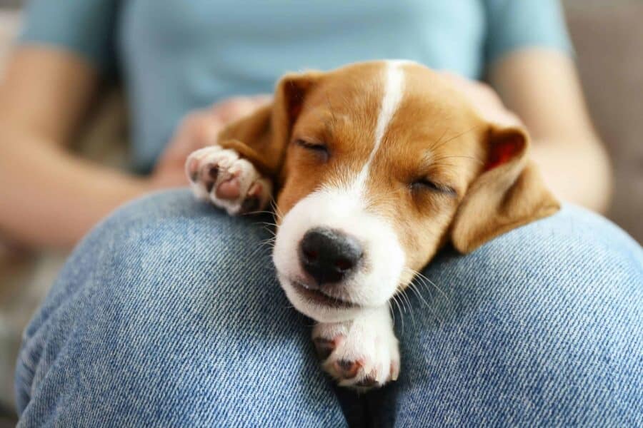 Jack Russell terrier sleeps on woman's lap. Fostering dogs offers a second chance at life and transform dogs from shelter animals to pets ready to find their forever families.