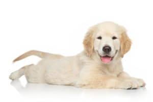 Cute, happy Golden Retriever puppy on white background.