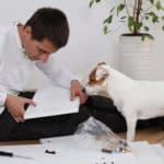 Jack Russell terrier watches while man does home repairs. Making home upgrades to help dogs don't have to be overly complicated. Consider what’s best for their health and safety.