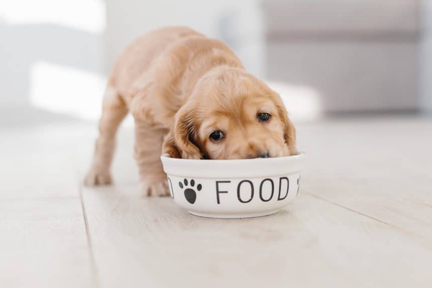 Insect-based dog food: Protein from crickets and more