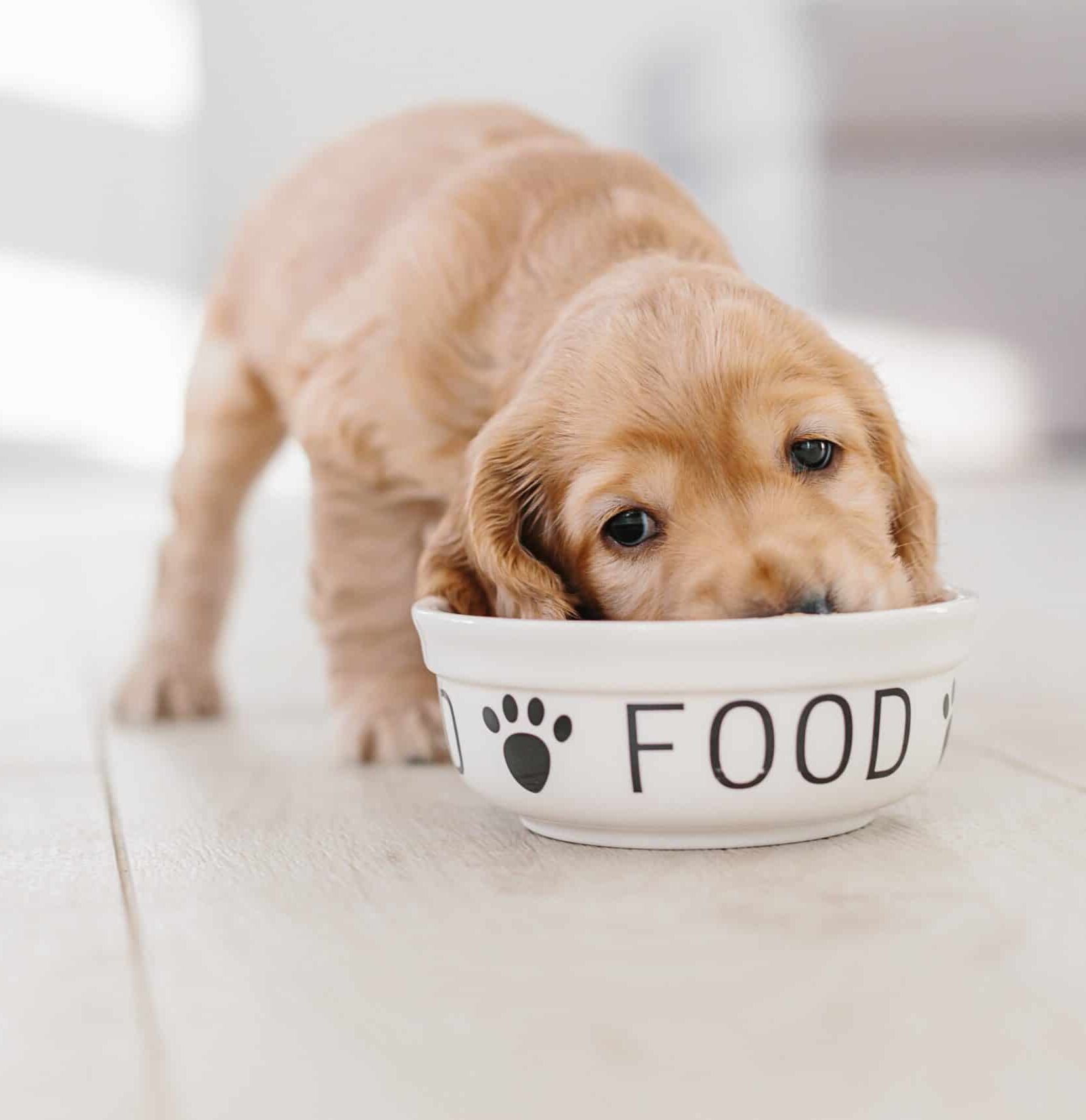 English cocker spaniel eats dog food from bowl. Many dog food companies are producing insect-based dog food and treat using a sustainable protein derived from crickets and other insects.