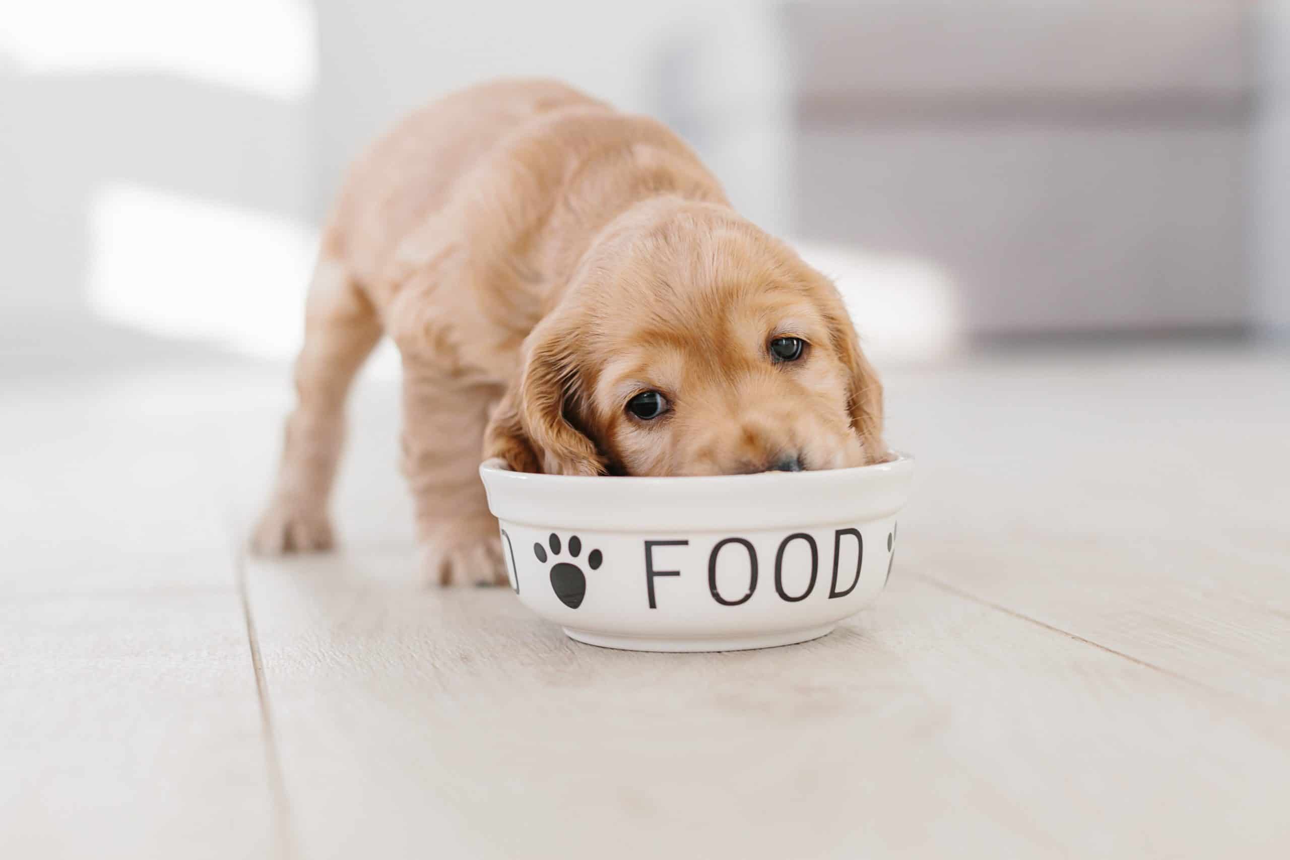 English cocker spaniel eats dog food from bowl. Many dog food companies are producing insect-based dog food and treat using a sustainable protein derived from crickets and other insects.