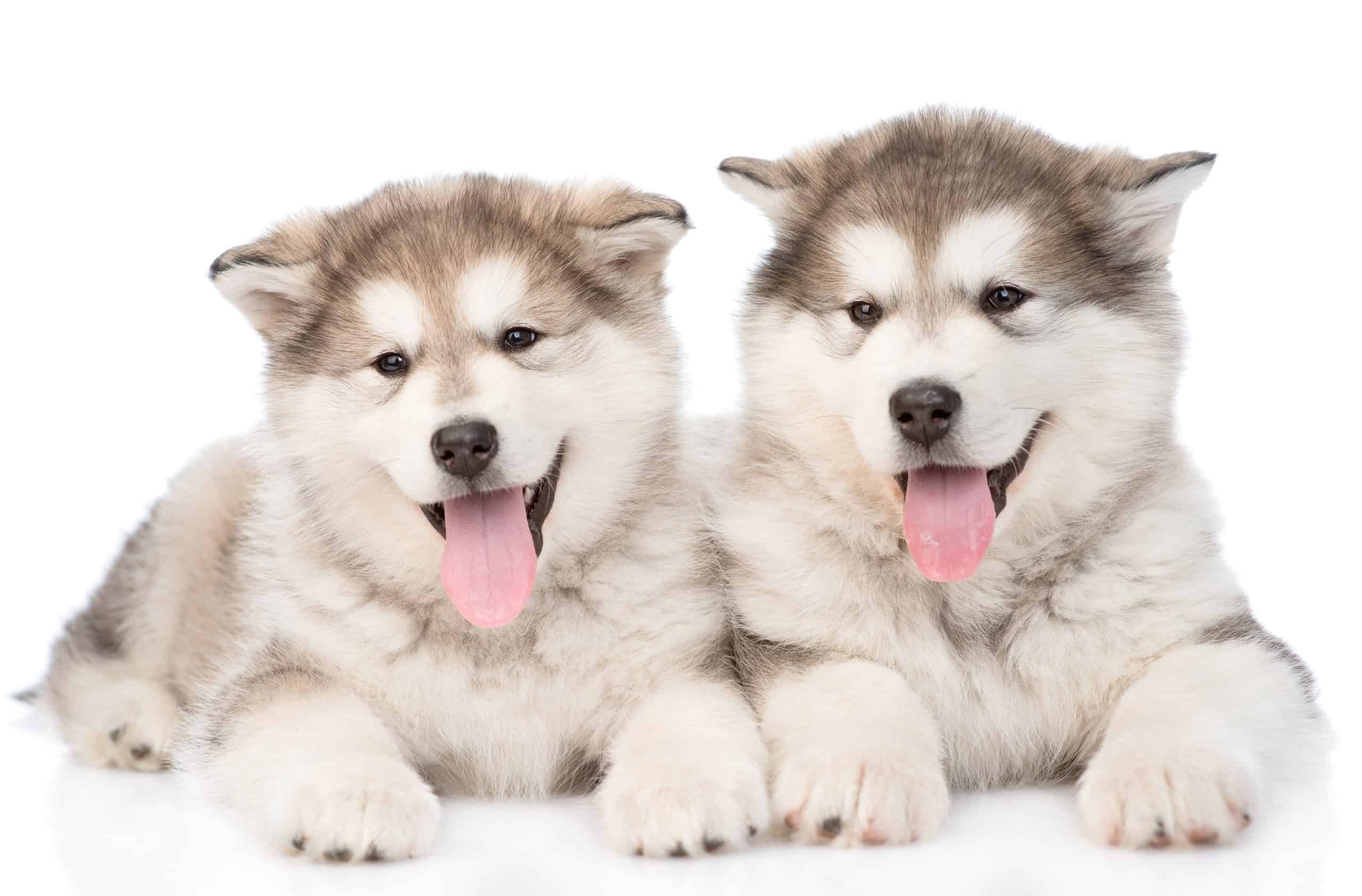 Pair of Alaskan Malamute puppies on white background. Large dogs are full of energy and need the right toys to keep them occupied.