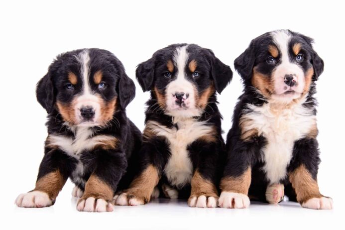Trio of Bernese Mountain Dog puppies. Larger dogs weigh more than small ones, and so they need beds that offer the right support to their joints, cushioning for their muscles, and should be durable to their bite. 