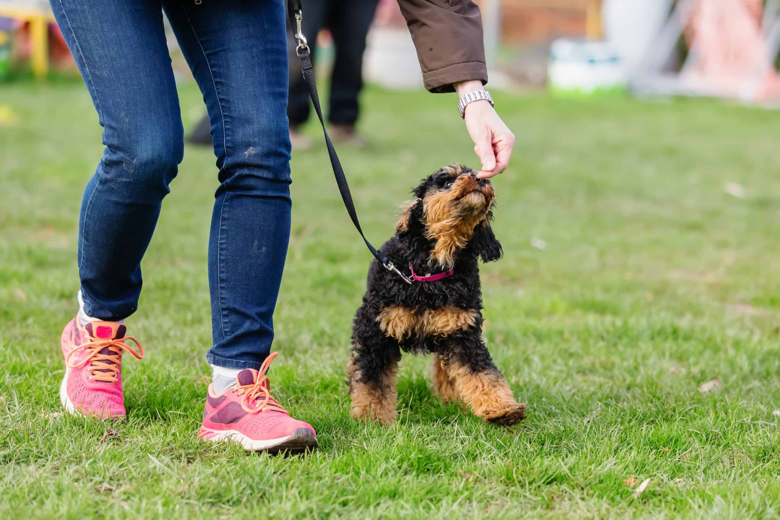 make-dog-training-easier-with-the-right-tools-treats