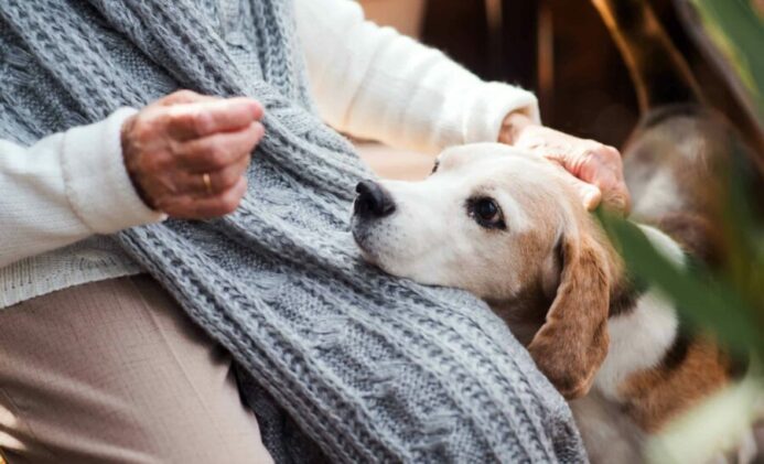 Woman comforts old beagle. 