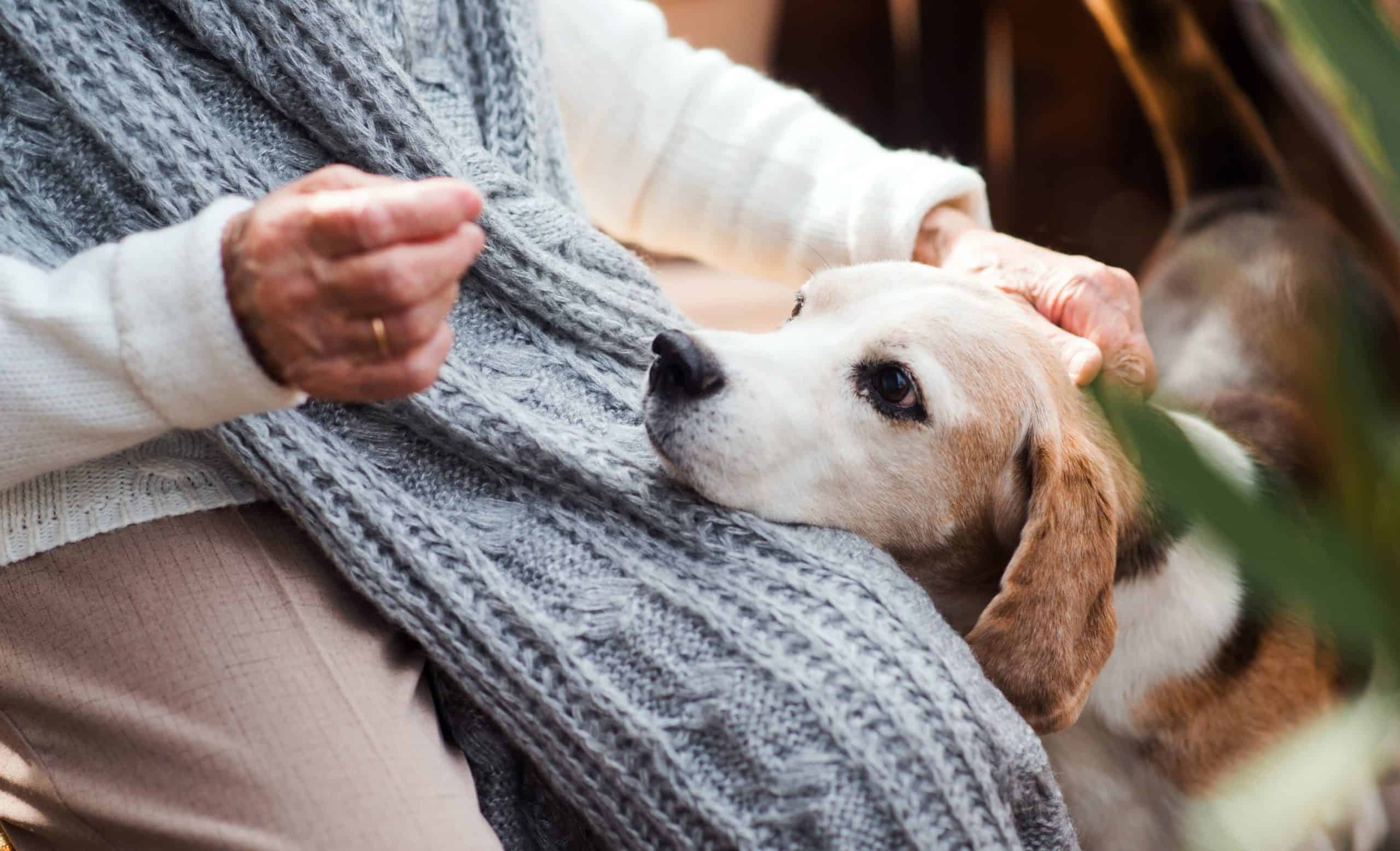 Woman comforts old beagle. If your pet is experiencing pain, you should do everything possible to relieve your dog's suffering.