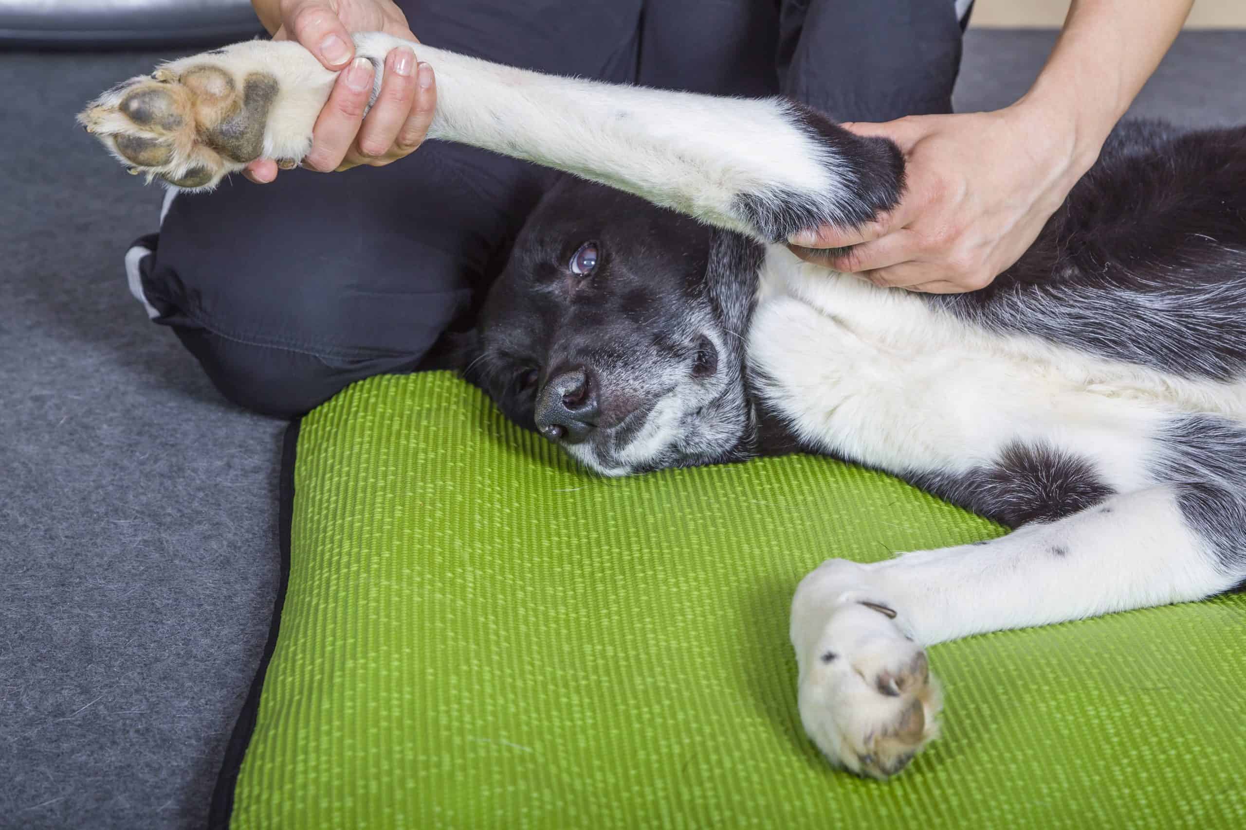 Owner massages border collie. Providing post-surgery care for dogs will help your pup fully rehabilitate and gradually resume regular activities.