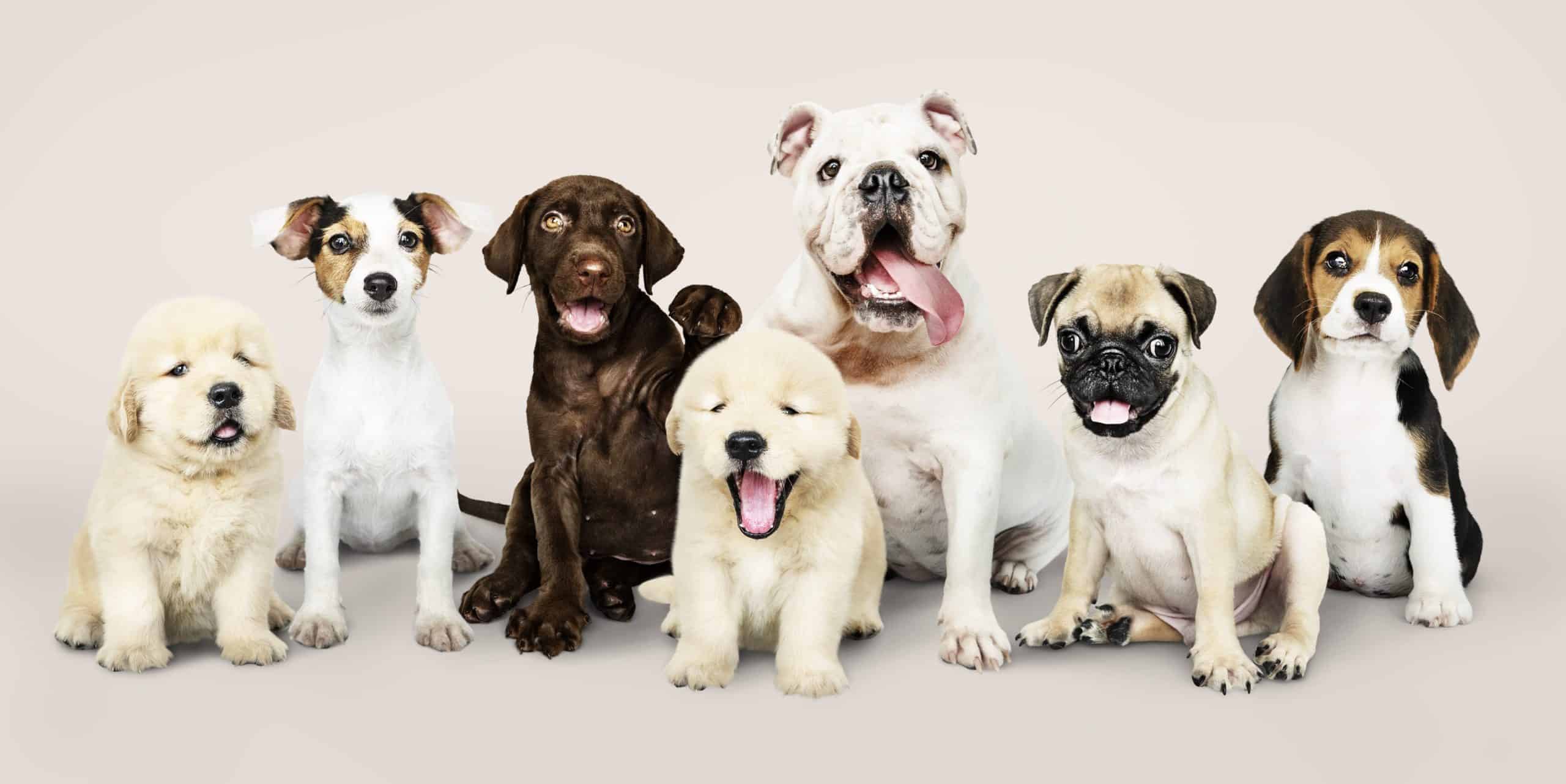 Collection of adorable puppies including Golden Retriever, Jack Russell Terrier, Chocolate Labrador Retriever, Bulldog, Pug, and Beagle.