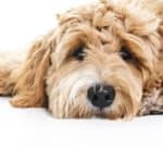 Goldendoodle puppy on white background. Before you welcome a new member of the family, take time to consider whether you are ready for a puppy.   