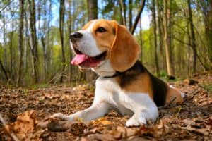 Beagle sits outside. Beagles are commonly used for hunting rabbits and other small game.