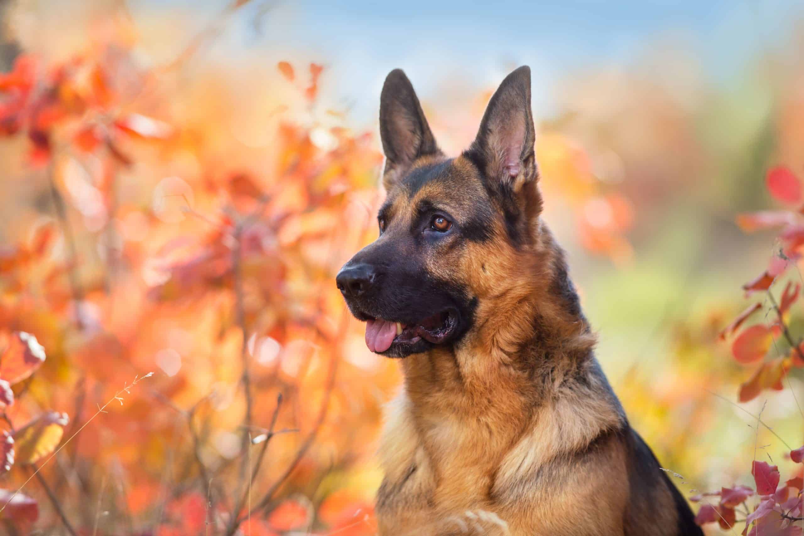 German shepherd sits outside. German shepherds are excellent at scaring away wild animals and are effective protectors.