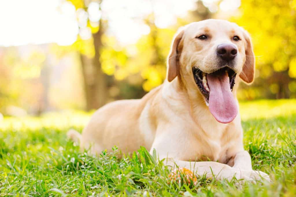 Labrador retriever sits outside.