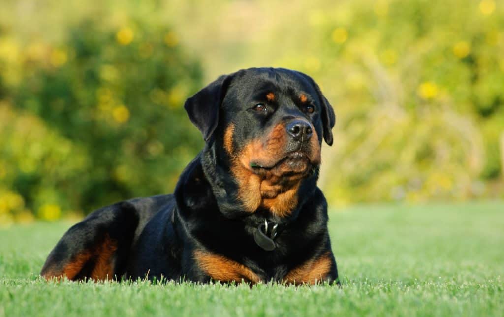 Rottweilers are excellent at scaring away wildlife, especially if you live in an area where mountain lions or wolves are present.