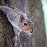 Gray squirrel on a tree. Dogs are great at scaring away wildlife and can help keep small nuisance animals like squirrels, rabbits, and rats away from your home.
