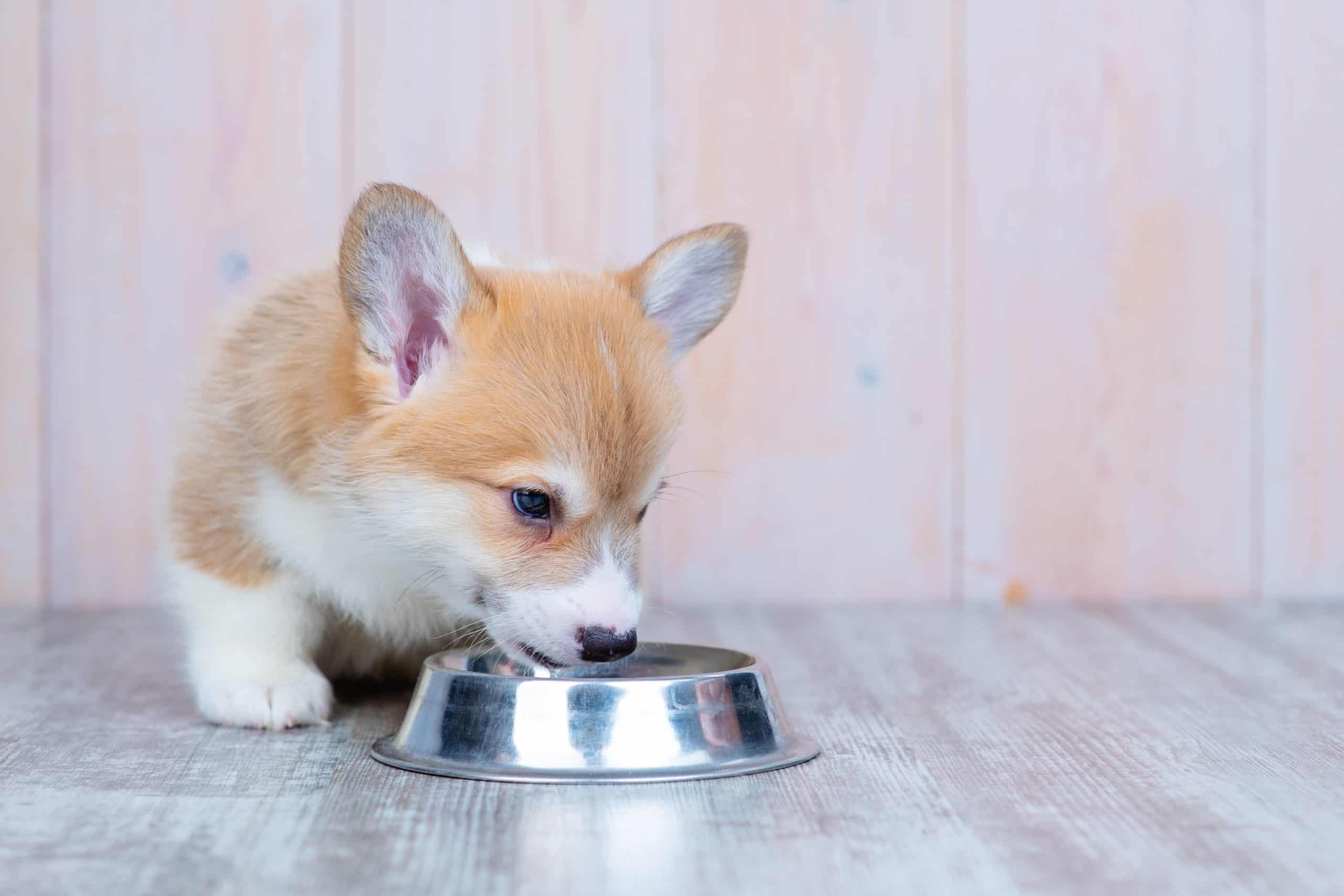 Corgi puppy eats from metal bowl. Feeding your puppy: Knowing when and how much to feed your new fur baby is key to providing proper care for your dog.