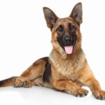 German Shepherd on white background. To keep your dog healthy, provide proper German Shepherd care including the best nutrition, playtime, space, and routine vet visits.