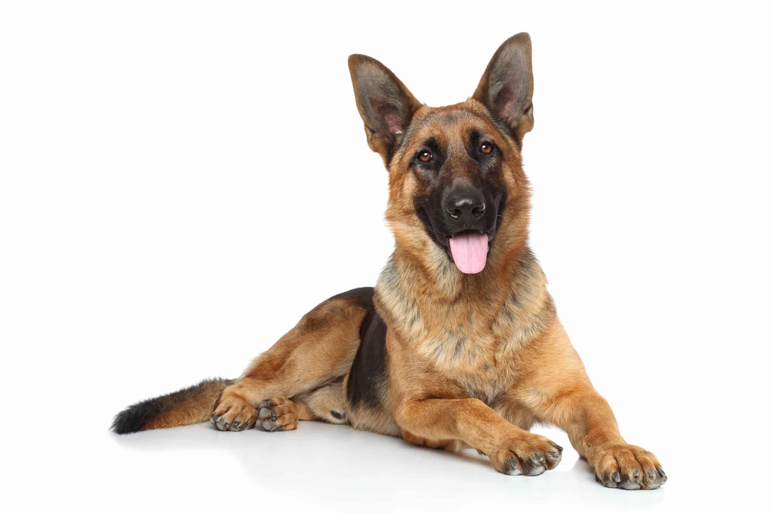 German Shepherd on white background. To keep your dog healthy, provide proper German Shepherd care including the best nutrition, playtime, space, and routine vet visits.
