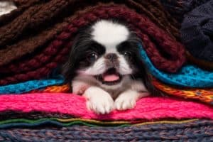 Happy Japanese Chin snuggles under blankets. The Japanese Chin is very empathetic and can instantly tune into its owner's mood and act accordingly.