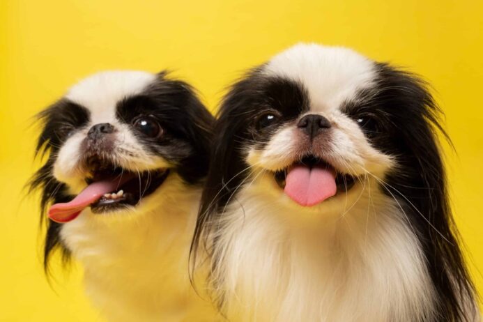 Pair of Japanese Chin dogs on yellow background. The Japanese Chin is a sweet little companion that is loyal and helpful to its owner.