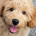 Happy, smiling mini-goldendoodle. Mini-Goldendoodles love attention, and they’ll get along with just about anyone.