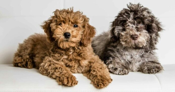 Pair of mini-goldendoodle puppies sits on a white couch. 