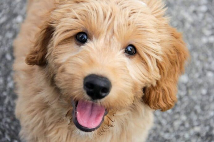 Happy, smiling mini-goldendoodle. Mini-Goldendoodles love attention, and get along with anyone.