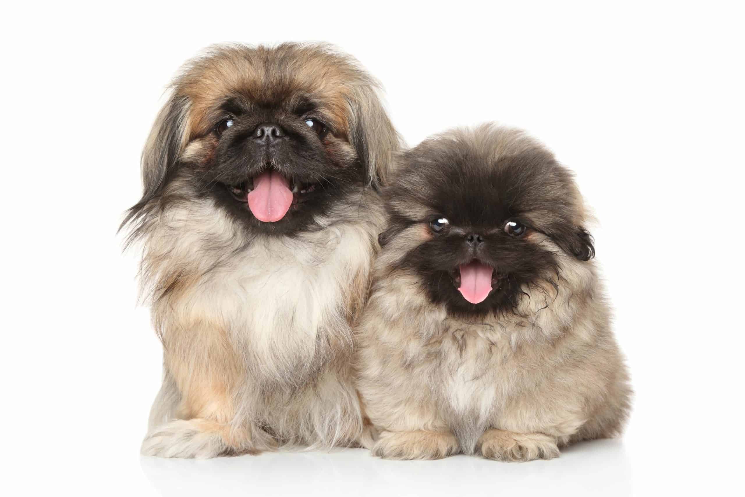 Happy Pekinese puppies on a white background. The Pekingese, also affectionately known as a Peke, is a calm dog when it reaches adulthood. It also likes to relax but needs daily walks like any other dog.